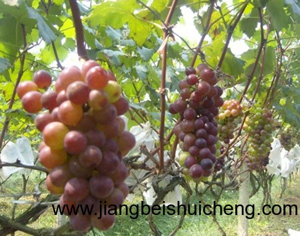 【走遍中国•景点篇】新疆•葡萄王树 【走遍中国•景点篇】新疆•葡萄王树