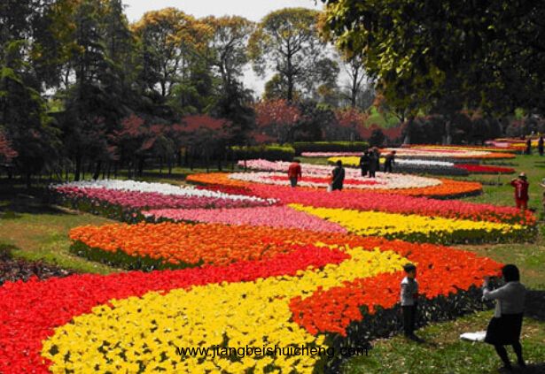 上海鲜花港_北京国际鲜花港_罗马柱鲜花