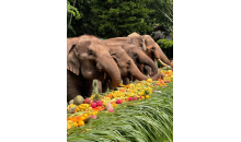 云南直飞西双版纳温泉五日游